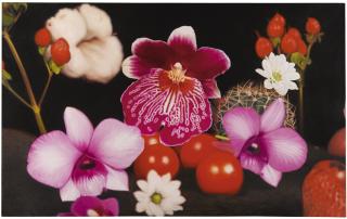 Marc Quinn - Under The Volcano Fernandina Galapagos