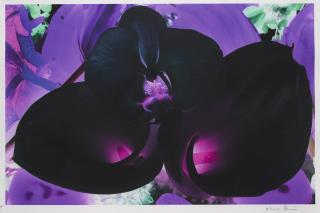 Marc Quinn - Untitled 6