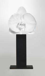 Marc Quinn - World Of Desire
