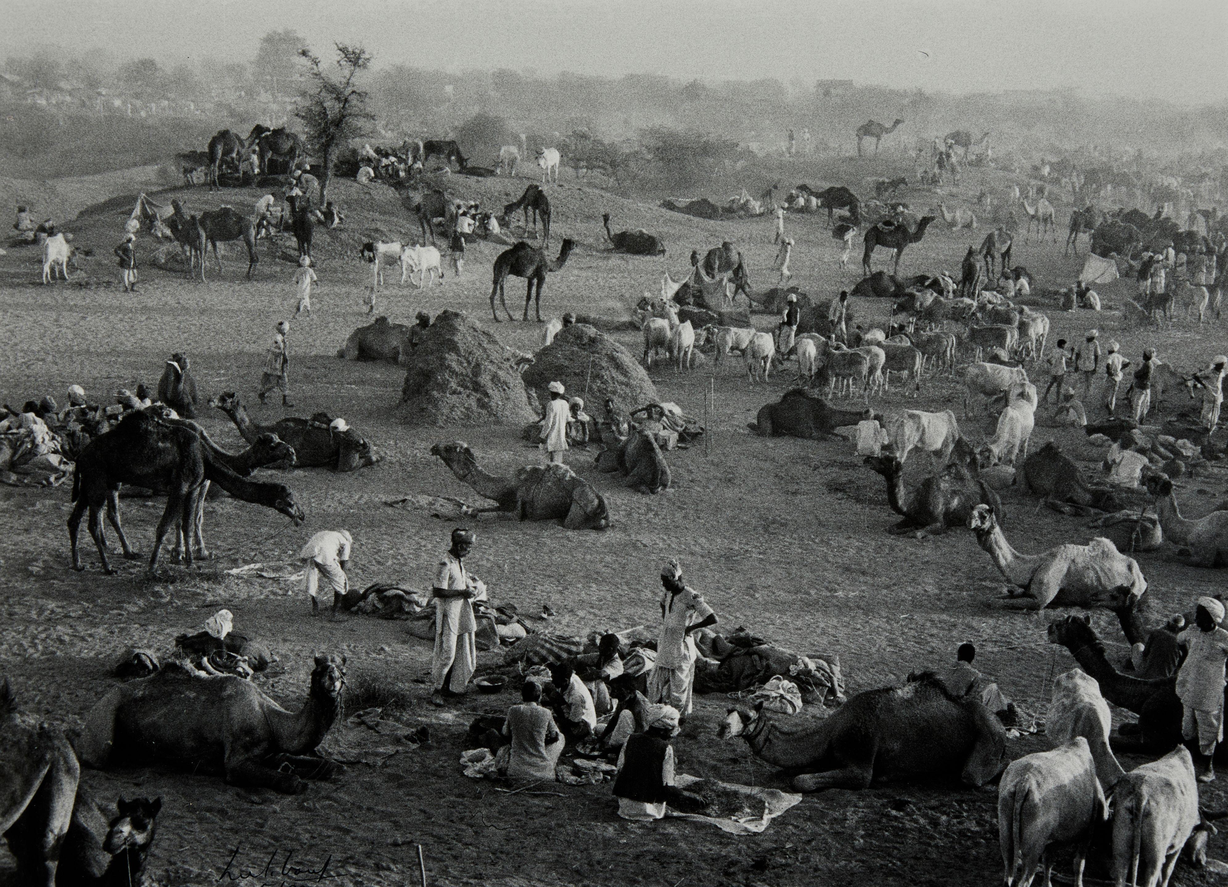 Marc Riboud - Camel market, Nagaur, Rajasthan, India