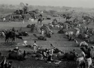 Marc Riboud - Camel market, Nagaur, Rajasthan, India