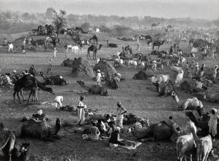 Marc Riboud - Camel Market, Nagaur, Rajasthan, India