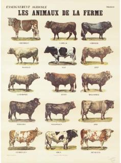 Marcel Broodthaers - Animaux de la Ferme I & Ii (J. 21)