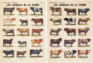 Marcel Broodthaers - Les Animaux de la Ferme