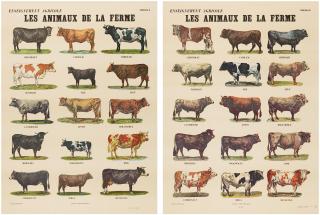 Marcel Broodthaers - Les Animaux de la Ferme