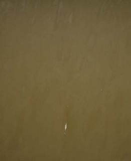 Marcia Hafif - English red, Terre verte