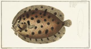 Marcus Elieser Bloch - Seven Studies Of Fish