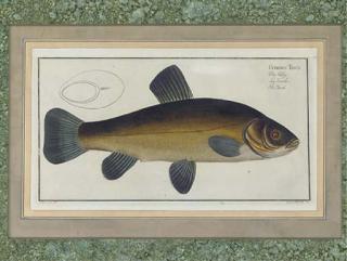 Marcus Elieser Bloch - The Carp; The Tench; The Barbel; and The Haddock