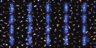 Marcus Lyon - Rambert Iii - Four Elements, 2015