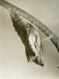 Margaret Bourke-White - »Black Swallowtail in H... -Cacoon- « (aus der Serie: Butterflies)