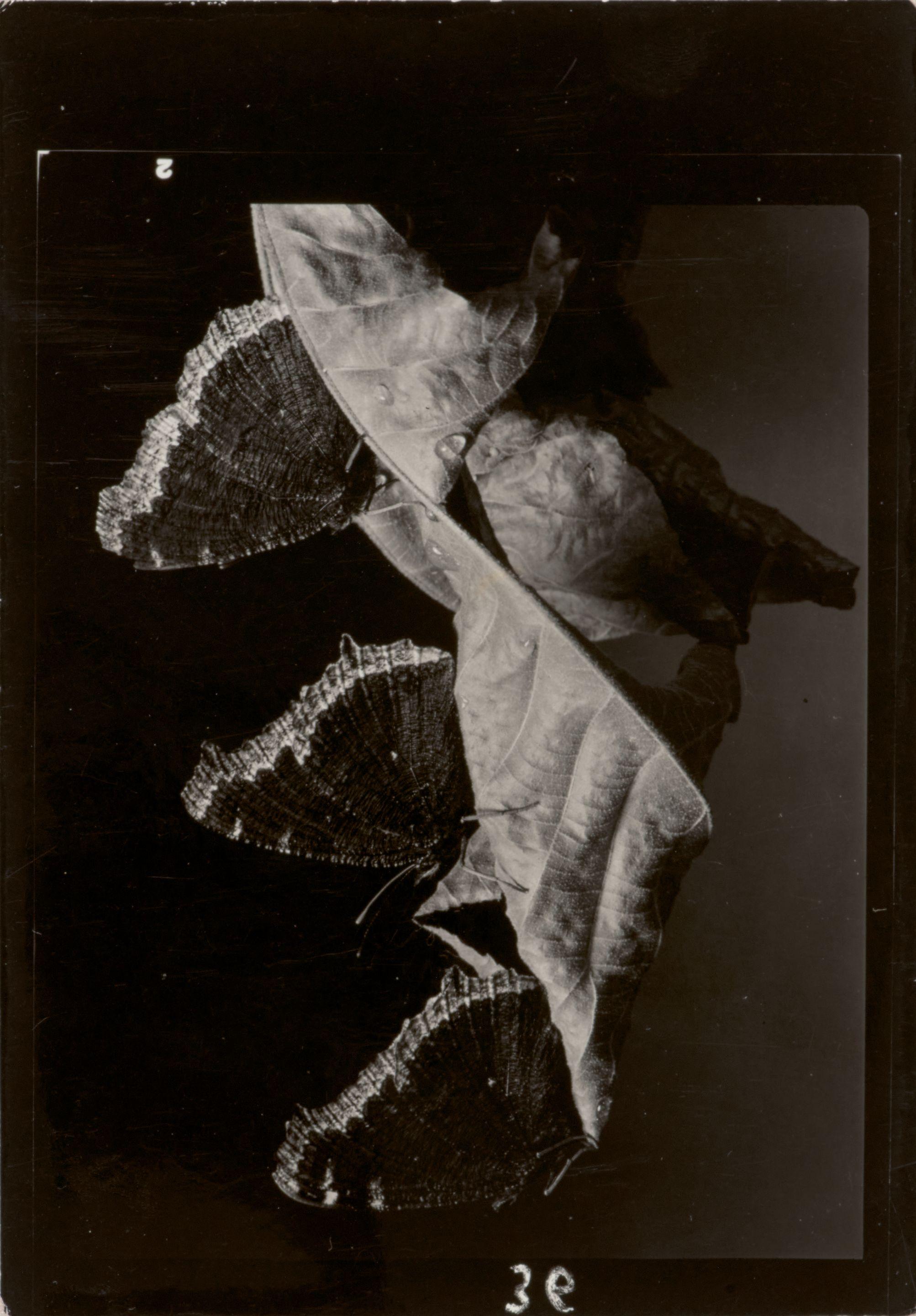 Margaret Bourke-White - Butterflies