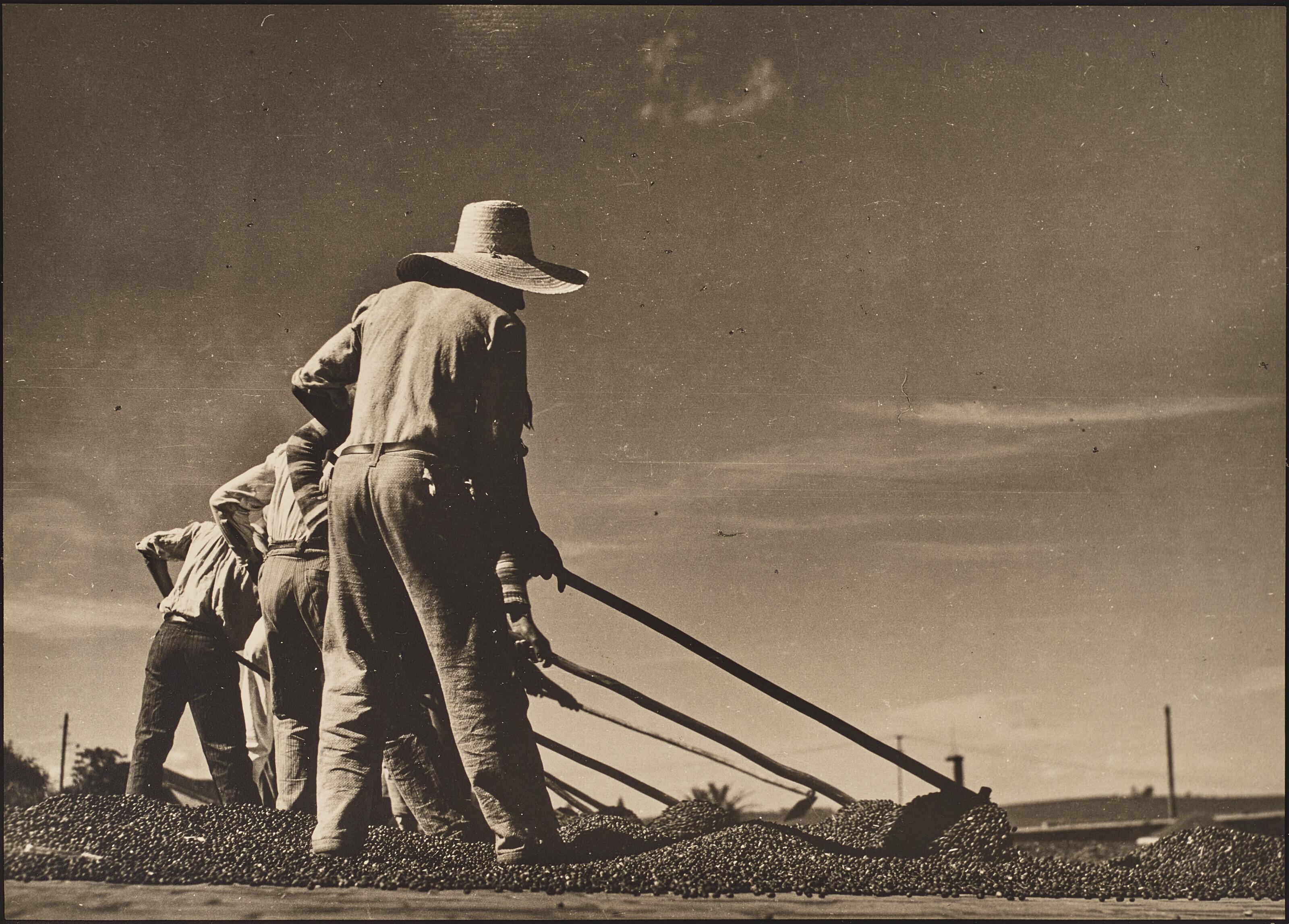 Margaret Bourke–White - Drying Coffee, Ananas, Brazil, 1936