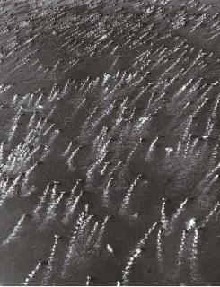 Margaret Bourke-White - Snow Geese on Water