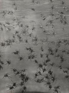 Margaret Bourke-White - Untitled (Spiders)
