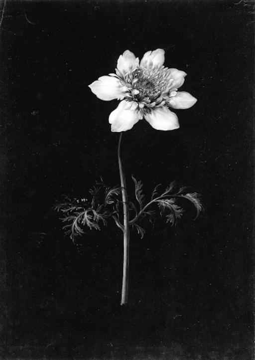 Margareta Barbara Dietzsch - Clematis with a bee