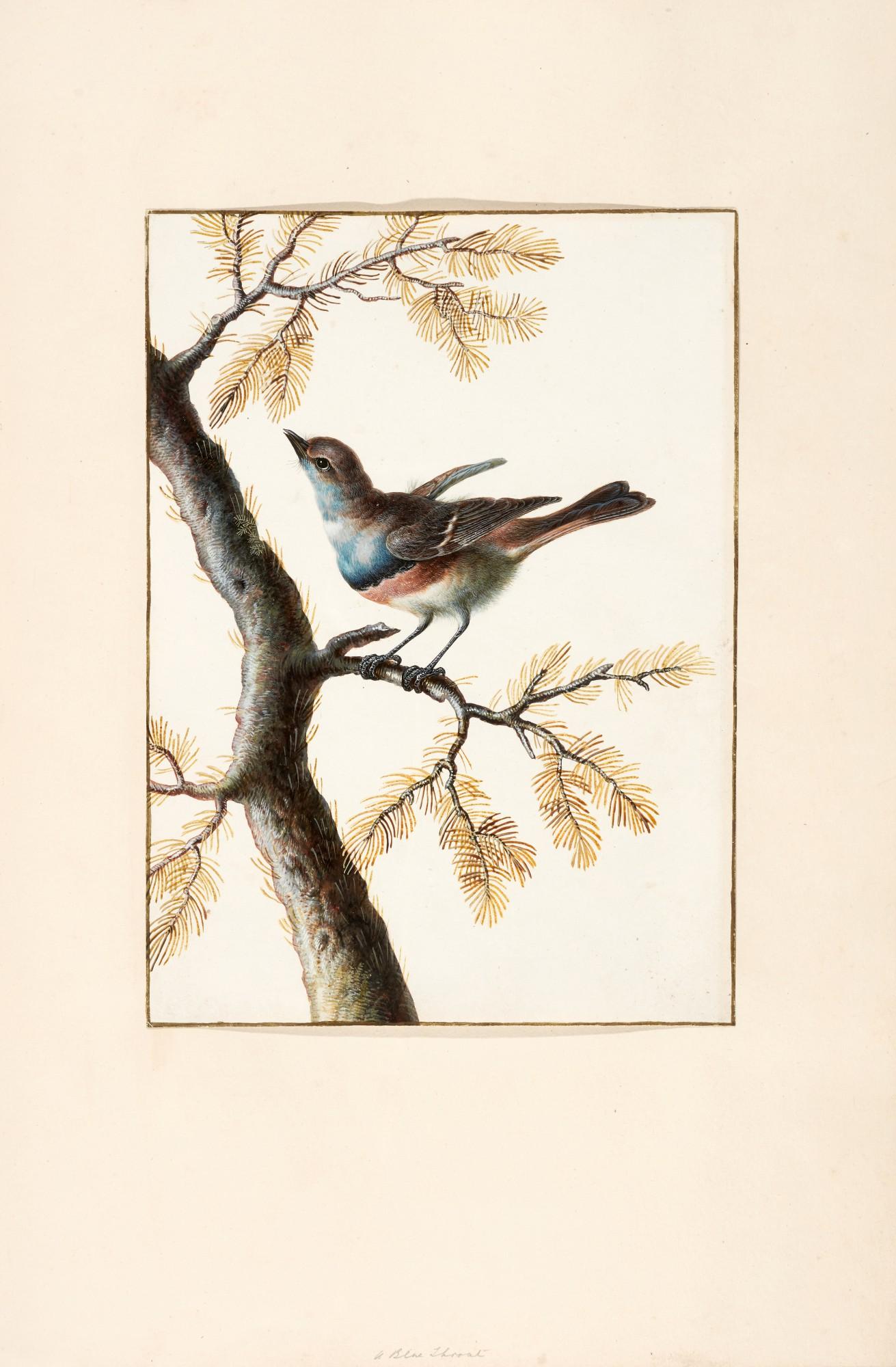 Margaretha Barbara Dietzsch - A fine album of ornithological watercolours, eighteenth century