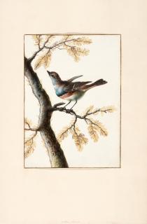 Margaretha Barbara Dietzsch - A fine album of ornithological watercolours, eighteenth century