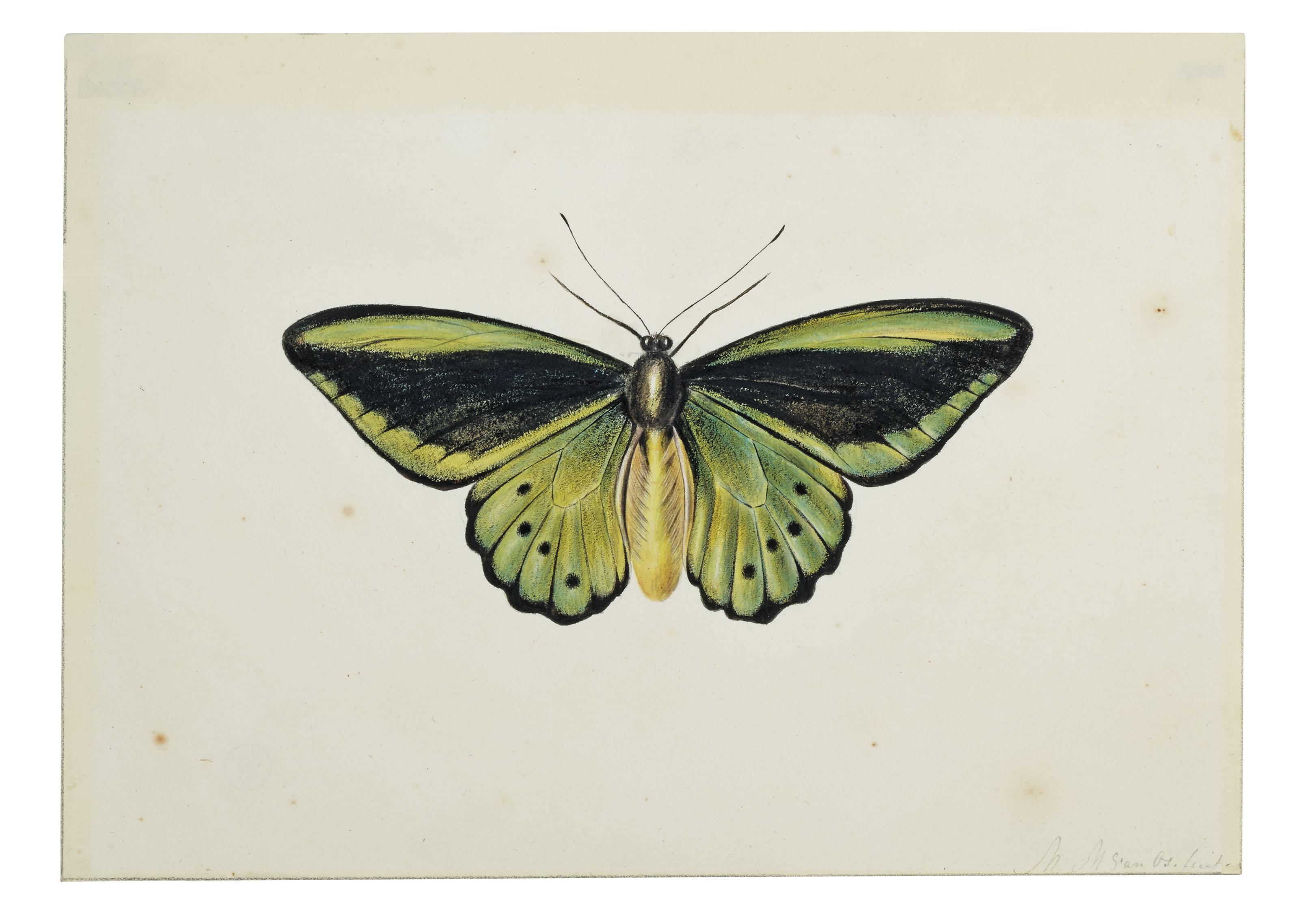 Maria Margaretha Van Os - Papillon (Commune verte euphorion (Ornithoptera priamus))