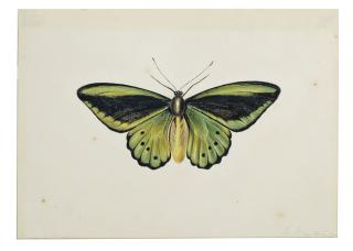 Maria Margaretha Van Os - Papillon (Commune verte euphorion (Ornithoptera priamus))