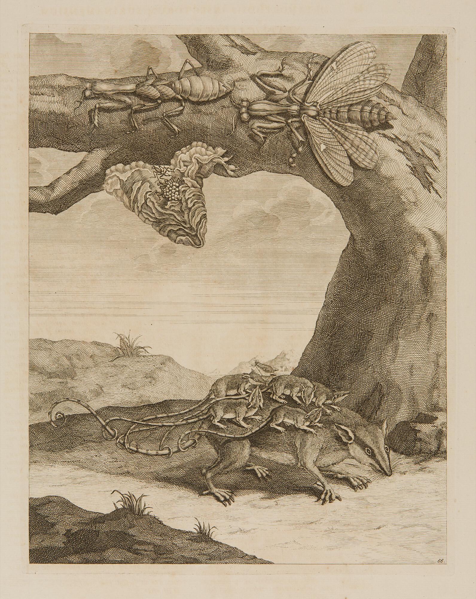 Maria Sibylla Merian - 2 Bll.: Ein Nagetier mit Jungen – Raupen und Schmetterlinge.
