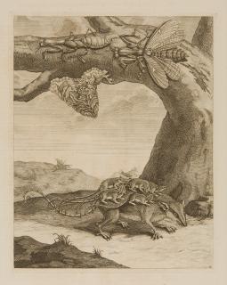 Maria Sibylla Merian - 2 Bll.: Ein Nagetier mit Jungen – Raupen und Schmetterlinge.
