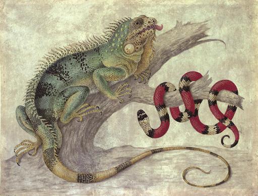 Maria Sibylla Merian - An Iguana (Iguana iguana) and a Coral snake (Elapidae micrurus) on a tree stump