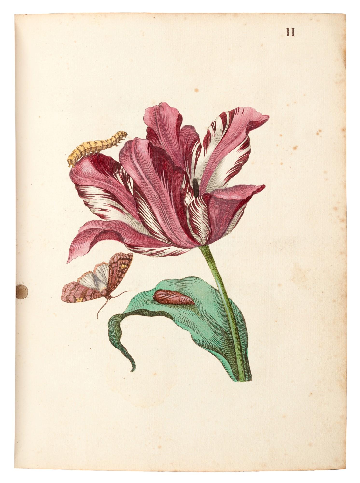 Maria Sibylla Merian - Der Rupsen Begin, Amsterdam, [1712-1717], 3 volumes in 1