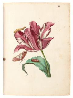 Maria Sibylla Merian - Der Rupsen Begin, Amsterdam, [1712-1717], 3 volumes in 1