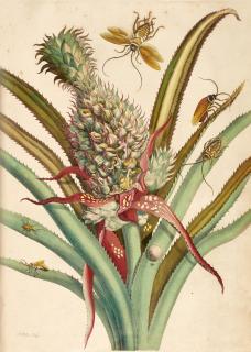 Maria Sibylla Merian - Dissertatio de generatione et metamorphosibus insectorum Surinamensium, Amsterdam, 1719