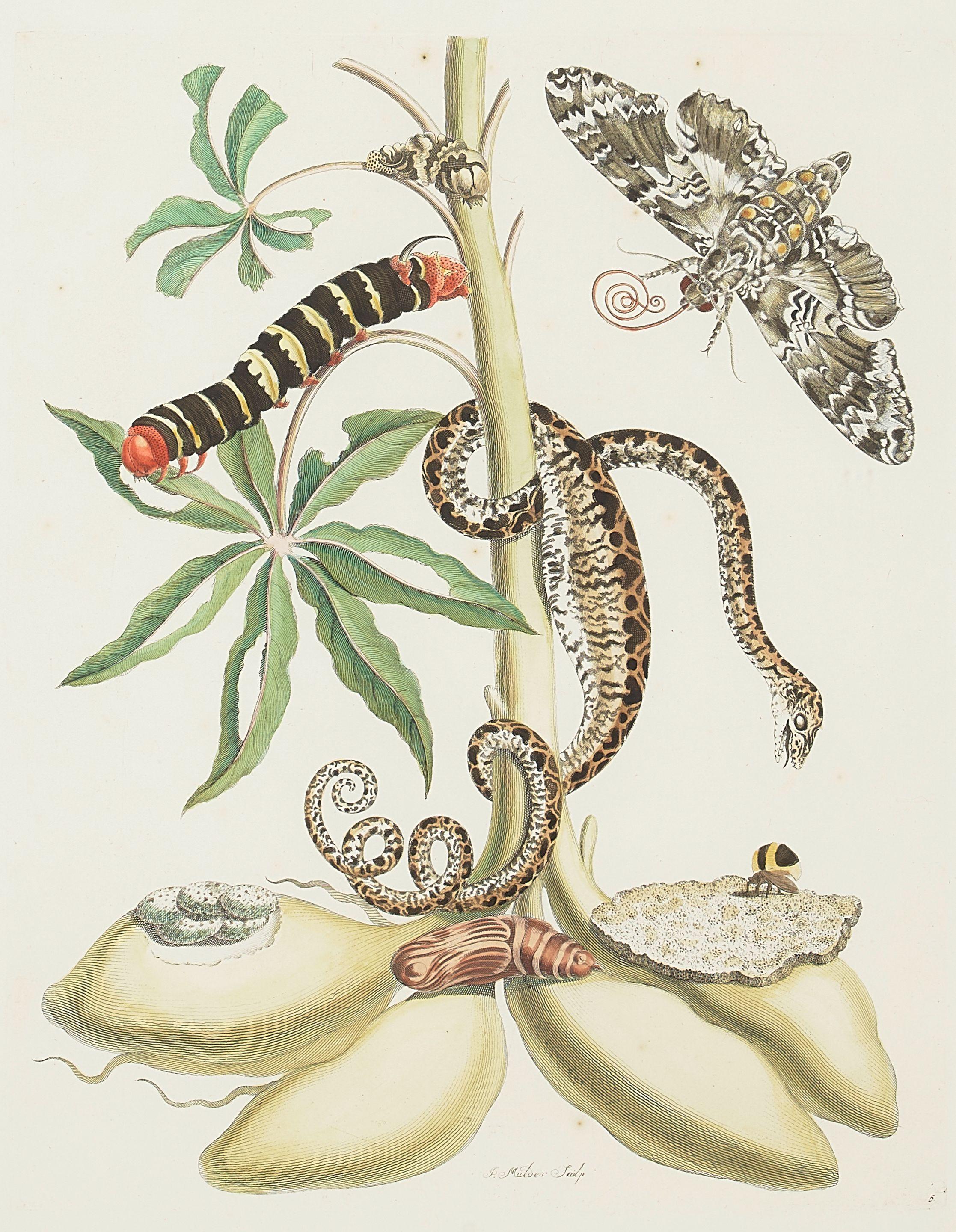 Maria Sibylla Merian - Five Plates, from Dissertatio de Generations et Metamorphosis Insectorum Surinamensium 5