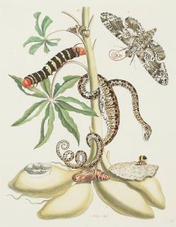 Maria Sibylla Merian - Five Plates, from Dissertatio de Generations et Metamorphosis Insectorum Surinamensium 5