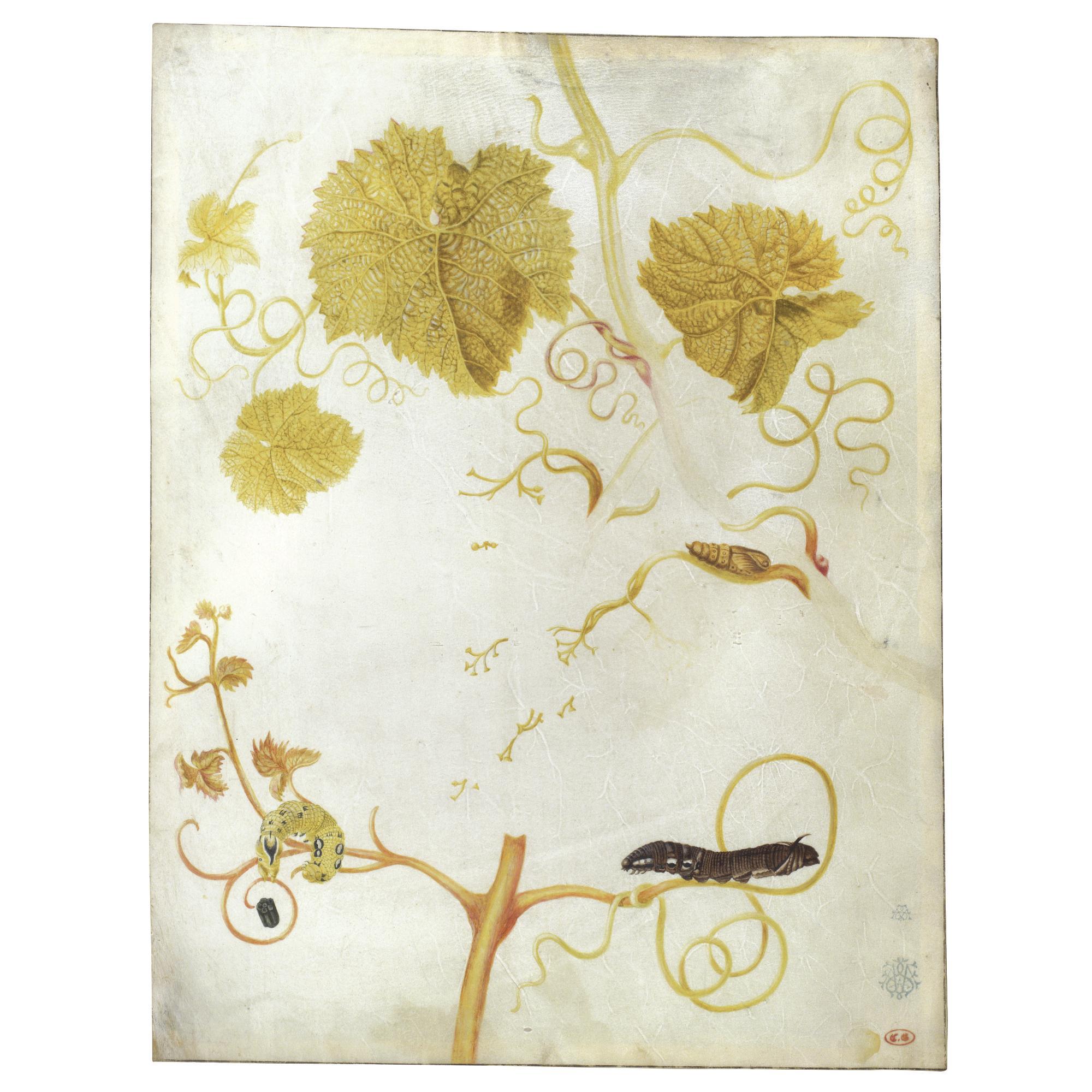 Maria Sibylla Merian - Two Caterpillars And A Chrysalis On A Vine