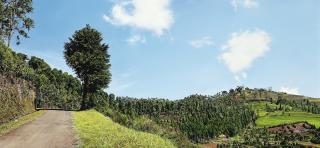 Mariam Sofrina - August