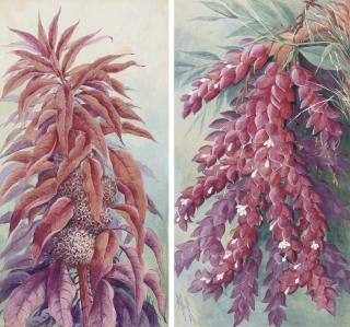 Marian Ellis Rowan - Amaranthus caudatus [Tassel flower] (Papua New Guinea); and Study of a flower