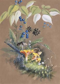 Marian Ellis Rowan - Caterpillars