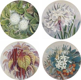 Marian Ellis Rowan - Eugenia corniflora (Queensland); Crinum sp. [Lily] (Queensland); Acalypha (Papua New Guinea); and Flower study