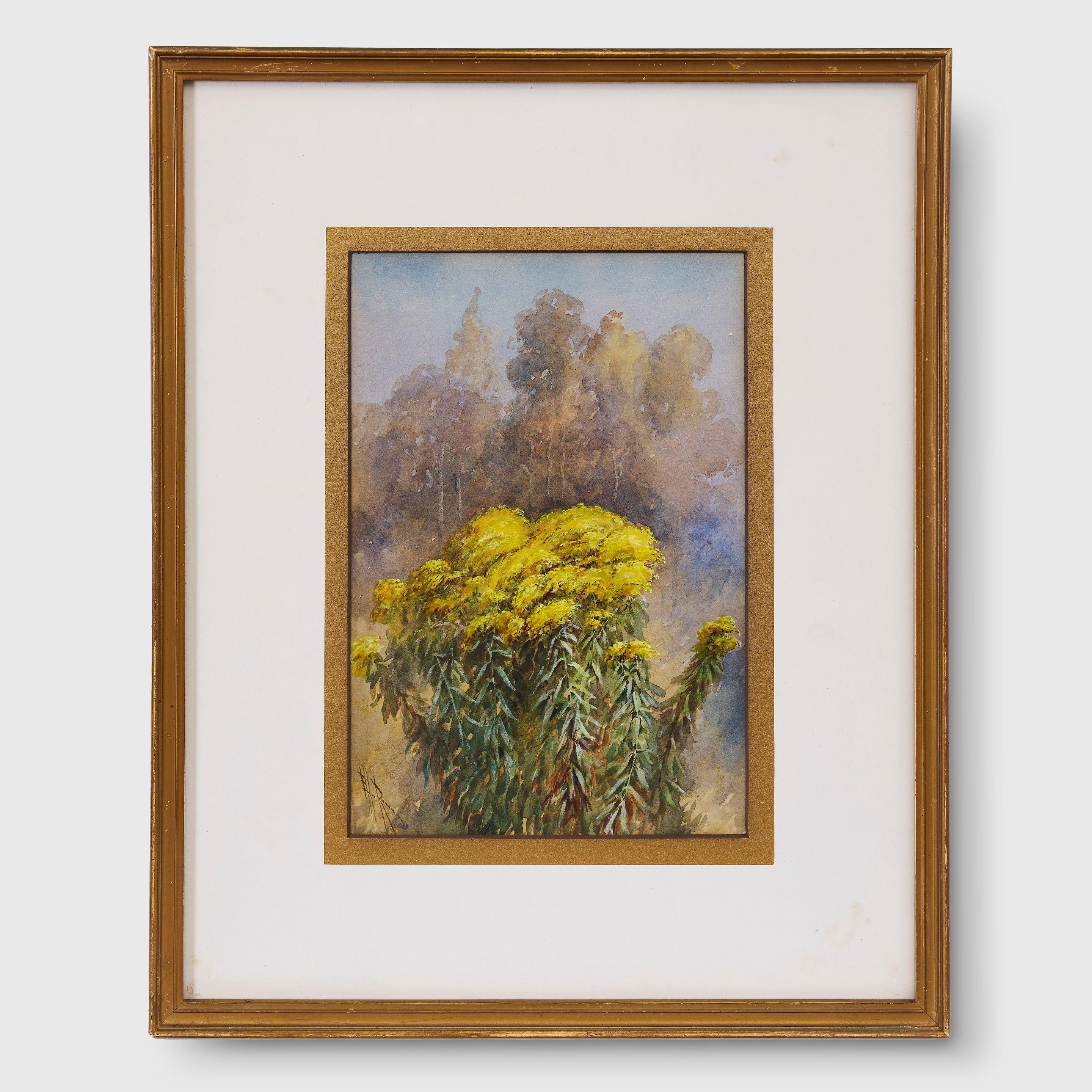 Marian Ellis Rowan - (Flowering shrub)