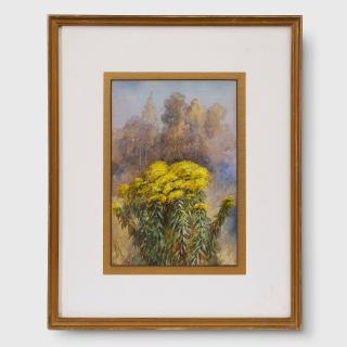 Marian Ellis Rowan - (Flowering shrub)