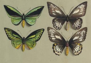 Marian Ellis Rowan - Four birdwing butterflies (family PAPILIONIDAE), in two columns, representing both sexes of the common birdwing (Troides (Ornithoptera) priamus)