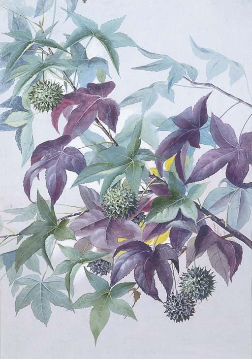 Marian Ellis Rowan - Liquid Amber