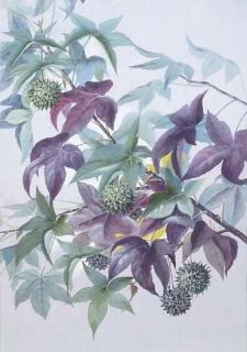 Marian Ellis Rowan - Liquid Amber