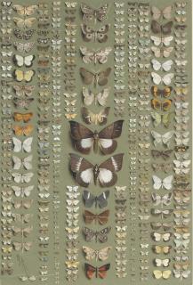 Marian Ellis Rowan - Moths: Three hundred and seventy-four moths, in eleven columns, belonging to a wide variety of families