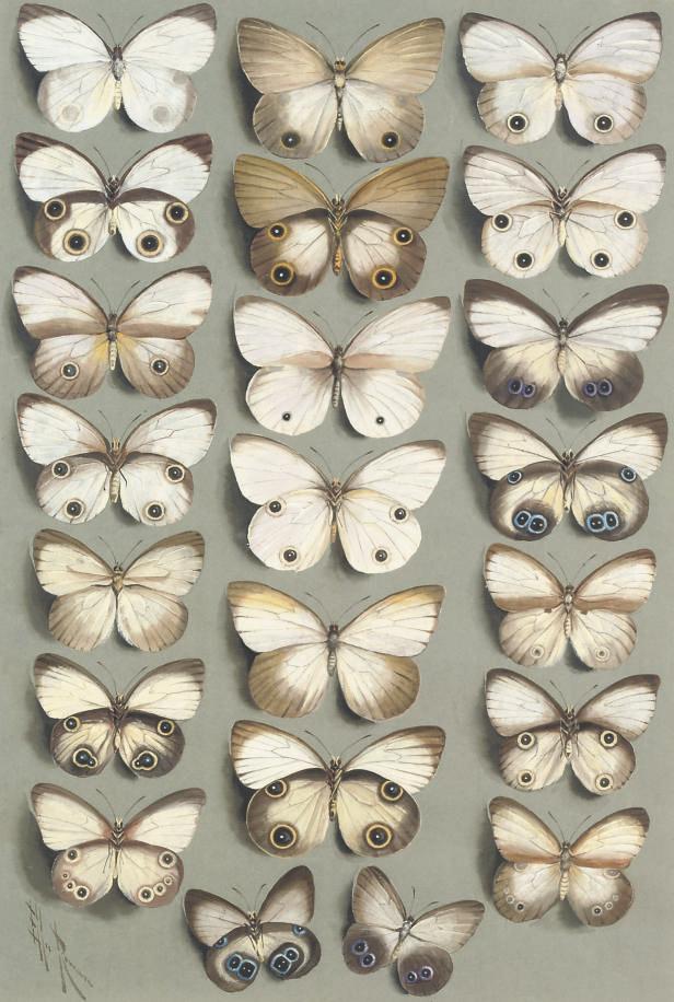 Marian Ellis Rowan - Nymphalid butterflies: Twenty-two butterflies, in four columns, all belonging to the genus Taenaris (NYMPHALIDAE subfamily MORPHINAE)