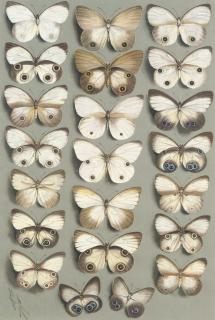 Marian Ellis Rowan - Nymphalid butterflies: Twenty-two butterflies, in four columns, all belonging to the genus Taenaris (NYMPHALIDAE subfamily MORPHINAE)