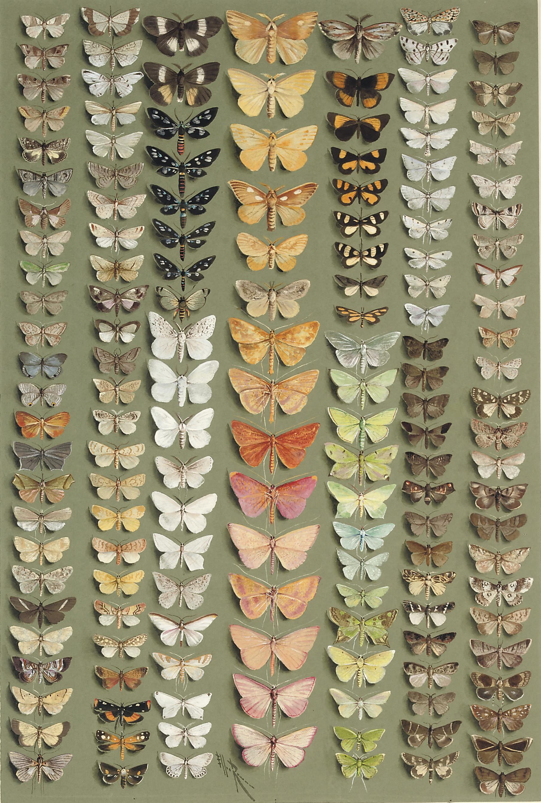 Marian Ellis Rowan - One hundred and fifty-eight medium- and small-sized moths, in seven columns. A wide range of families is represented, including the NOCTUIDAE, ARCTIIDAE, LASIOCAMPIDAE, LYMANTRIIDAE, GEOMETRIDAE, PYRALIDAE, SESIIDAE, etc.