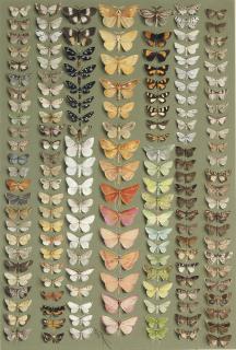 Marian Ellis Rowan - One hundred and fifty-eight medium- and small-sized moths, in seven columns. A wide range of families is represented, including the NOCTUIDAE, ARCTIIDAE, LASIOCAMPIDAE, LYMANTRIIDAE, GEOMETRIDAE, PYRALIDAE, SESIIDAE, etc.