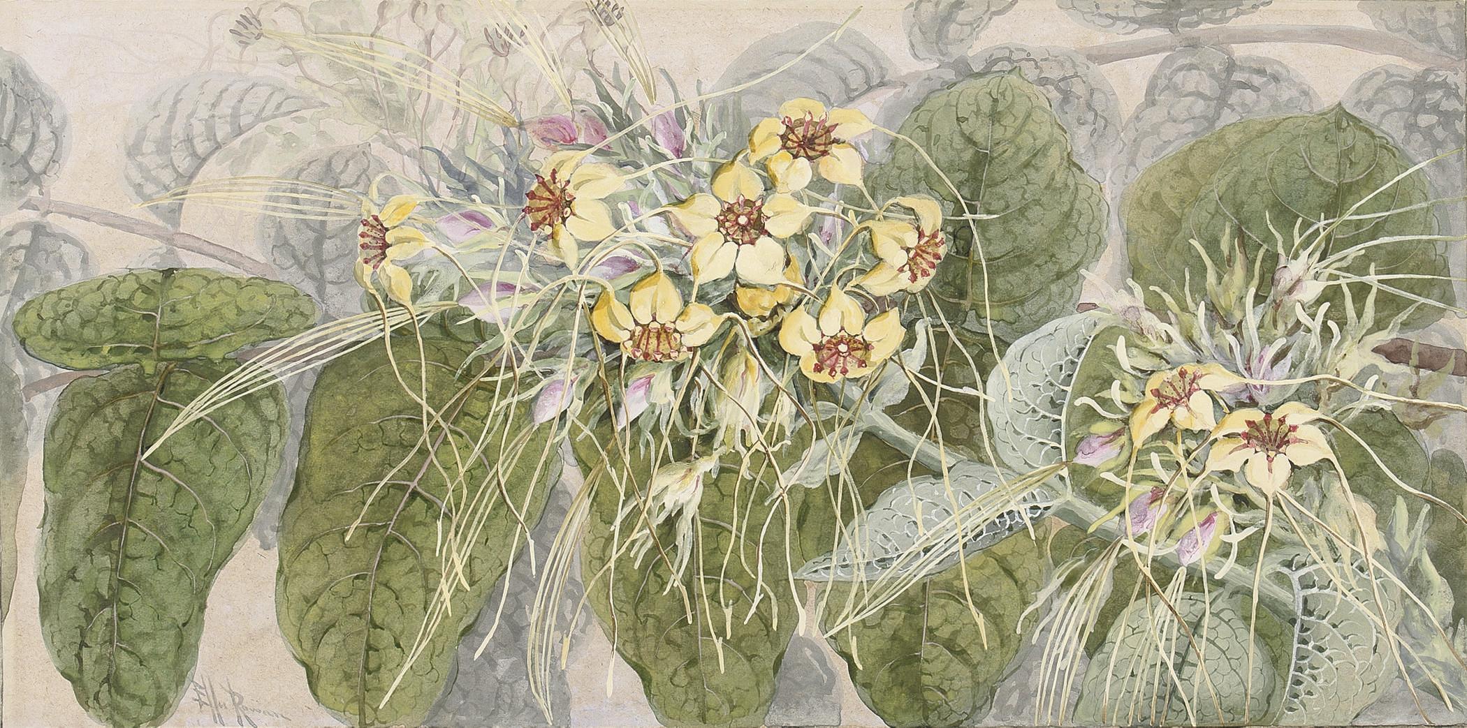 Marian Ellis Rowan - Six studies of Australian flora and funghi of Papua New Guinea