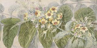 Marian Ellis Rowan - Six studies of Australian flora and funghi of Papua New Guinea