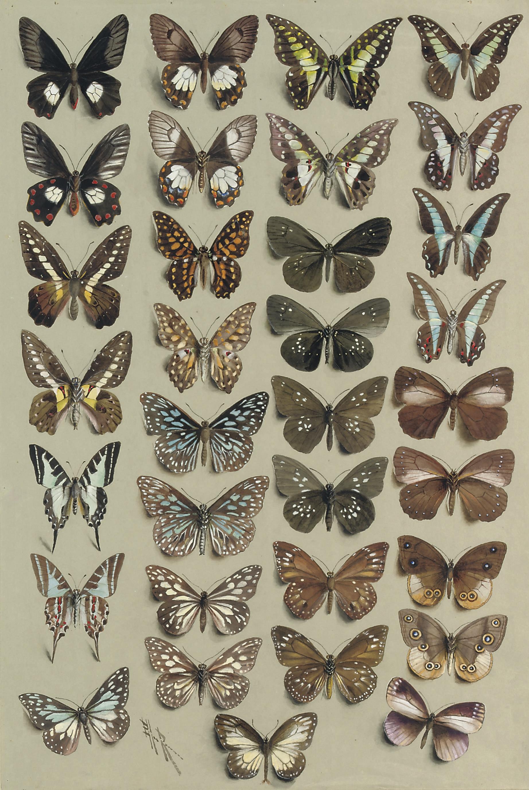 Marian Ellis Rowan - Thirty-three butterflies, in four columns, belonging to the PAPILIONIDAE e.g. Atrophaneura polydorus (1,2), Graphium wallacei (3,4), G. aristeus (5,6), G. agamemnon (10,11), G. macfarlanei (17,18), G. eurypylus (25,26), G. sarpedon (27,28), and Papil