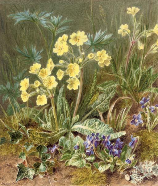 Marian Emma Chase - \'Where oxlips and the nodding violet grows\'